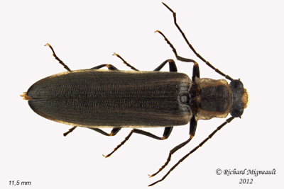 Click Beetle - Denticollis denticornis 1 m12