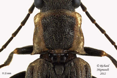 Click Beetle - Denticollis denticornis 3 m12
