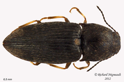Click beetle - Hypnoidus abbreviatus 1 m12