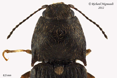 Click beetle - Hypnoidus abbreviatus 2 m12