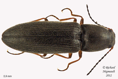 Click beetle - Limonius aeger 1 m12