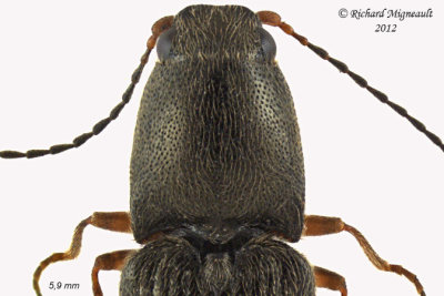 Click beetle - Limonius aeger 2 m12