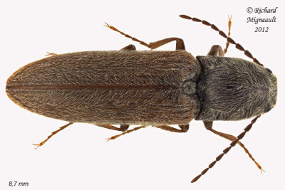 Click beetle - Limonius confusus 1 m12