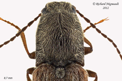 Click beetle - Limonius confusus 2 m12