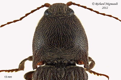 Click beetle - Melanotus similis 2 m12