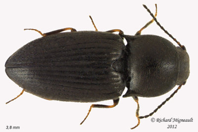 Click Beetle - Neohypdonus tumescens2 1 m12