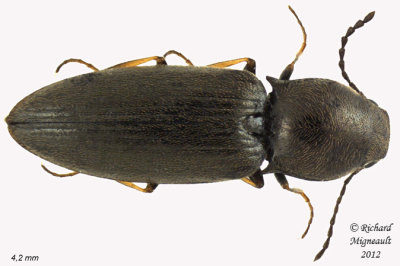 Click beetle - Oedostethus femoralis 1 m12