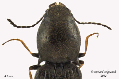 Click beetle - Oedostethus femoralis 2 m12