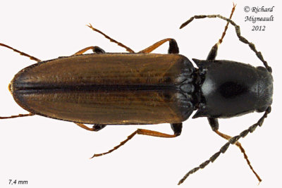 Click beetle - Oestodes tenuicollis1 1 m12