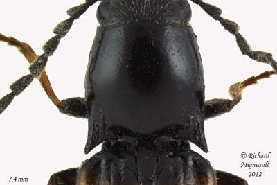 Click beetle - Oestodes tenuicollis1 2 m12