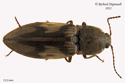 Click Beetle - Pseudanostirus hieroglyphicus 1 m12