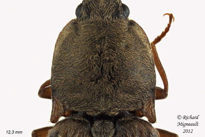 Click Beetle - Pseudanostirus hieroglyphicus 2 m12