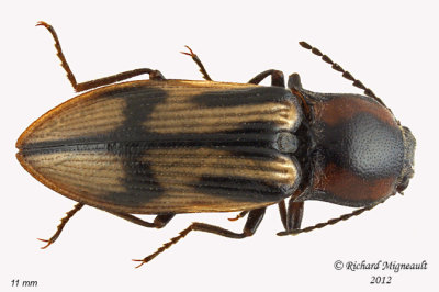 Click Beetle - Selatosomus pulcher m12 1