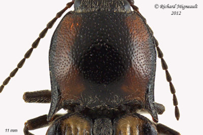 Click Beetle - Selatosomus pulcher m12 2