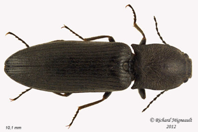 Click beetle - Corymbitodes sp 1 m12 1 m12
