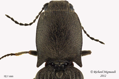 Click beetle - Corymbitodes sp 1 m12 2 m12