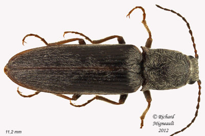 Click Beetle - Sylvanelater cylindriformis1 1 m12