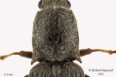 Click Beetle - Sylvanelater cylindriformi1 2 m12