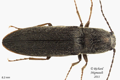 Click Beetle - Limonius anceps 1 m11