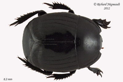 Clown beetle - Hister furtivus m12 