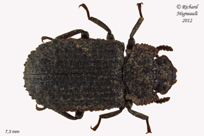 Darkling beetle - Bolitophagus corticola 1 m12 