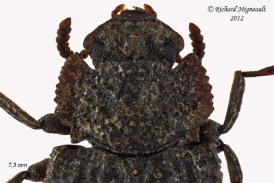 Darkling beetle - Bolitophagus corticola 2 m12 