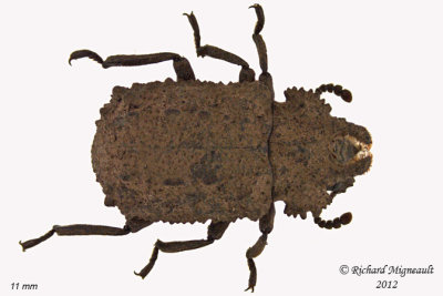 Darkling beetle - Bolitotherus cornutus1 1 m12 