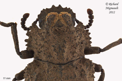 Darkling beetle - Bolitotherus cornutus1 2 m12 