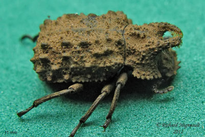 Darkling beetle - Bolitotherus cornutus1 3 m12 