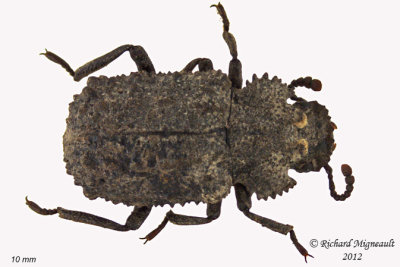 Darkling beetle - Bolitotherus cornutus2 1 m12 