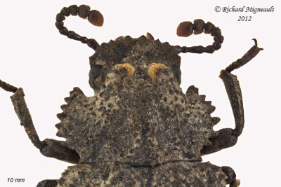 Darkling beetle - Bolitotherus cornutus2 2 m12 