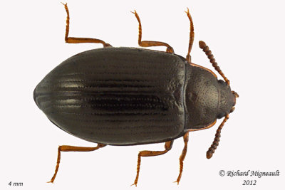 Darkling Beetle - Scaphidema aeneolum 1 m12