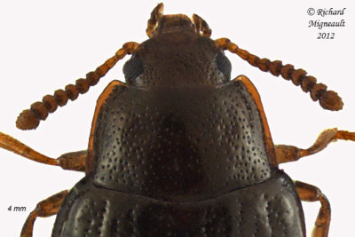 Darkling Beetle - Scaphidema aeneolum 2 m12 