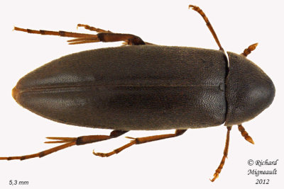 False Darkling Beetle - Orchesia castanea 1 m12