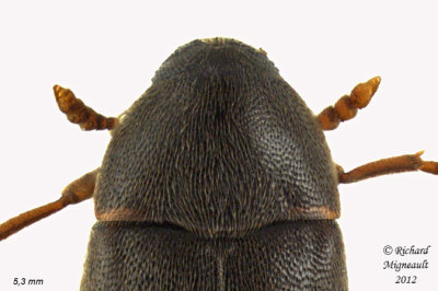 False Darkling Beetle - Orchesia castanea 2 m12