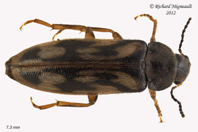 False Darkling Beetle - Prothalpia undata 1 m12