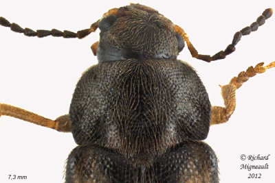 False Darkling Beetle - Prothalpia undata 2 m12