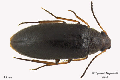 False Darkling beetle - Symphora rugosa 1 m12