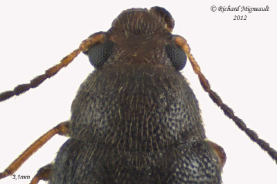 False Darkling beetle - Symphora rugosa 2 m12