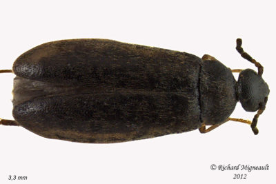 False Flower Beetle - Canifa pusilla 1 m12