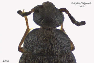 False Flower Beetle - Canifa pusilla 2 m12