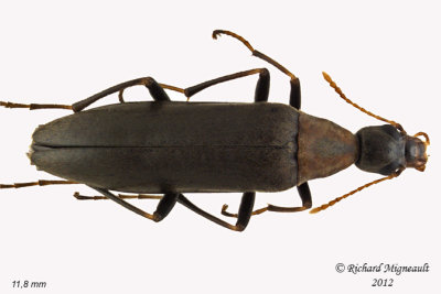 False Longhorn Beetles