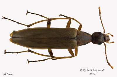 False Longhorn Beetle - Cephaloon lepturides - 1 m12