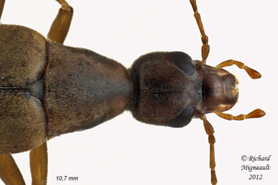 False Longhorn Beetle - Cephaloon lepturides - 2 m12