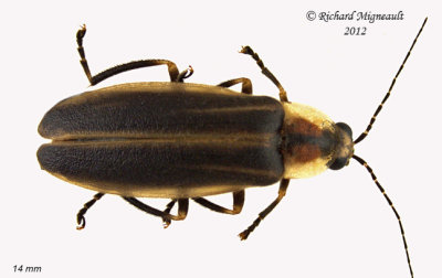 Firefly - Photuris pennsylvanica1 1 m12