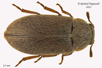 Fruitworm Beetle - Byturus unicolor 1 m12