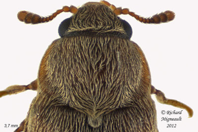 Fruitworm Beetle - Byturus unicolor 2 m12