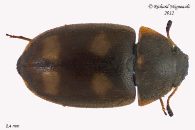 Hairy Fungus Beetle - Litargus tetraspilotus 1 m12