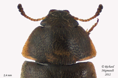 Hairy Fungus Beetle - Litargus tetraspilotus 2 m12