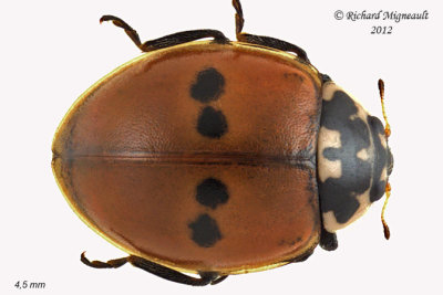 Lady beetle - Adalia bipunctata - Two-spotted Lady Beetle 1 m12